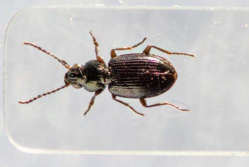 Bembidion clarkii