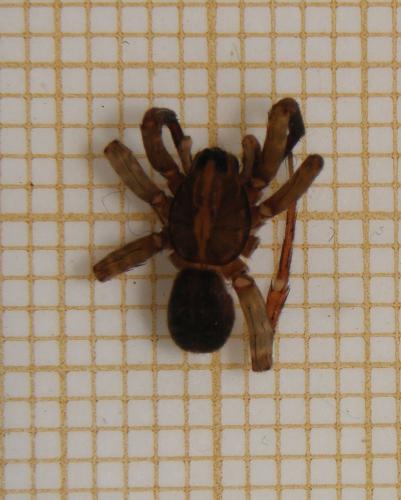 Trochosa terricola