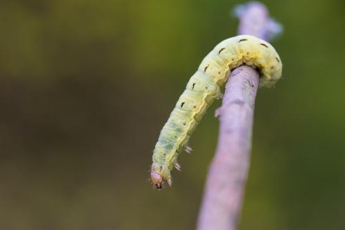 Noctua pronuba