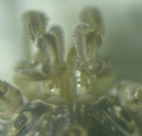 Dasylobus graniferus