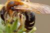 Andrena sp.