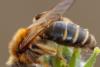 Andrena sp.