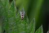 202487 – Photo : RENOULT – France (20)