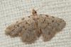 Orectis massiliensis