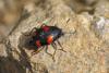 202552 – Photo : Thierry Madigou – France (35)