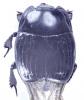 Margarinotus merdarius