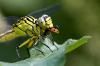 202475 – Photo : Cochet Alain – France (40)