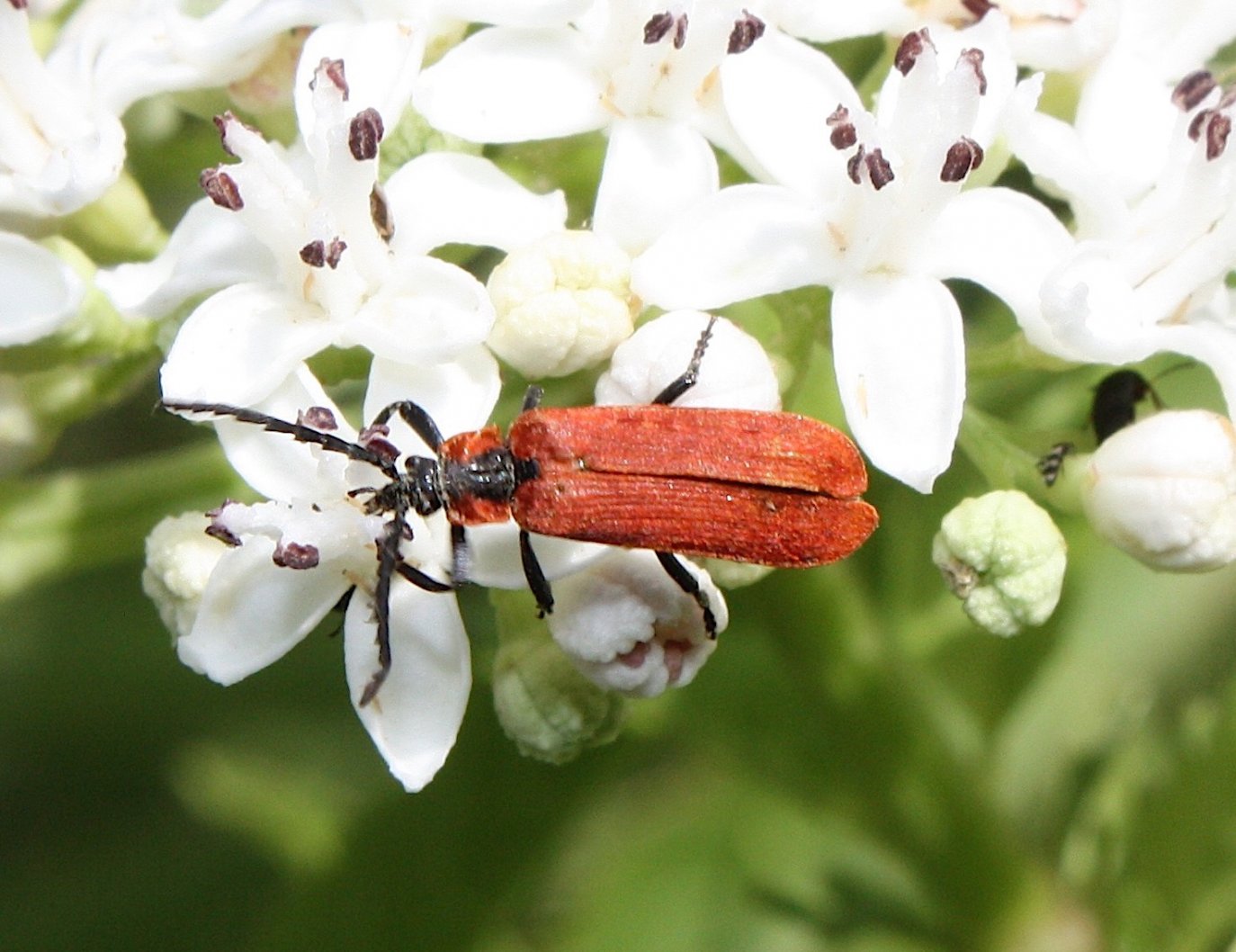 alain Roujas - Lygistopterus sanguineus - réf. 202352 (1374 x 1058 pixels, 188 ko)