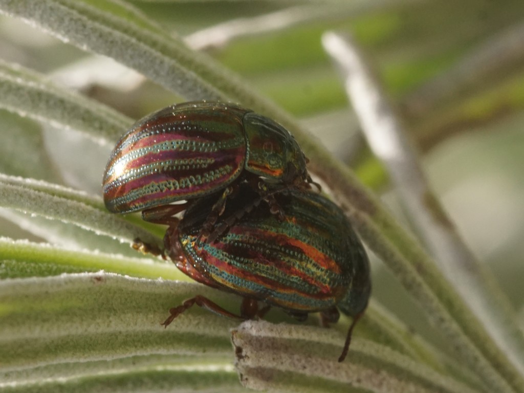 Sylvain M. - Chrysolina (Taeniochrysea) americana - réf. 202125 (1024 x 768 pixels, 166 ko)