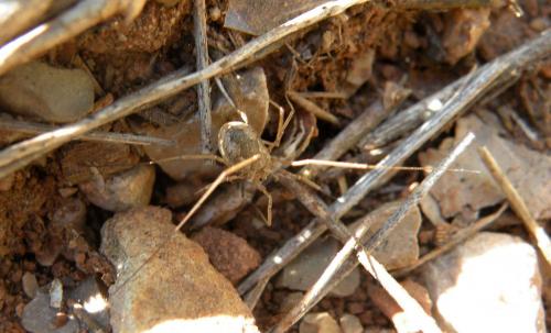 Phalangium opilio