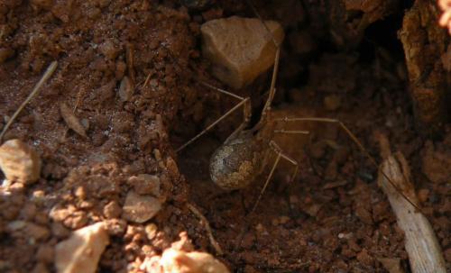 Phalangium opilio