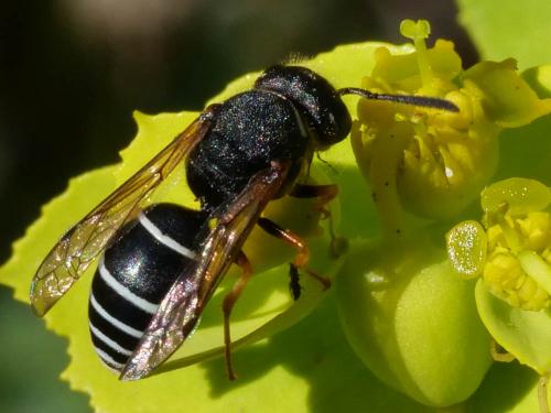 Odynerus melanocephalus