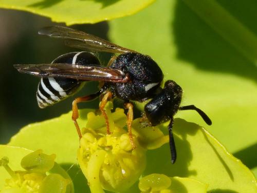 Réf. 203 734 : Odynerus melanocephalus