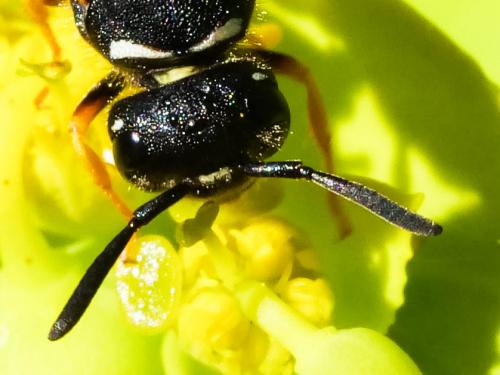 Odynerus melanocephalus