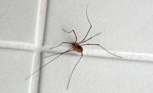 Phalangium opilio