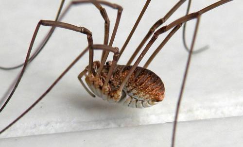Réf. 203 817 : Phalangium opilio