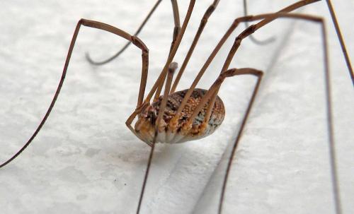 Phalangium opilio