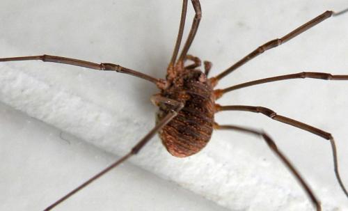Phalangium opilio