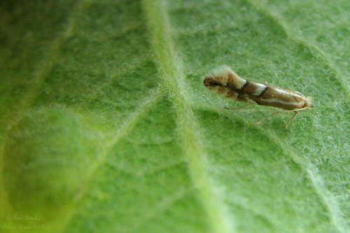 Phyllonorycter dubitella