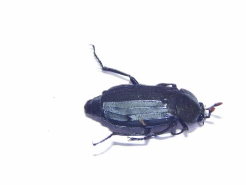 Necrodes littoralis