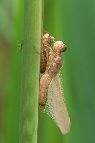 Réf. 203 882 : Crocothemis erythraea