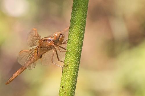 Crocothemis erythraea