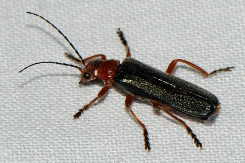 Réf. 203 450 : Ancistronycha violacea