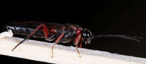 Réf. 203 033 : Nematus lucidus