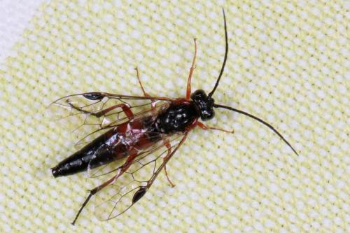 Réf. 203 037 : Nematus lucidus