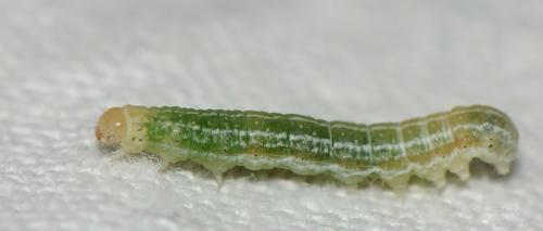 Conistra vaccinii