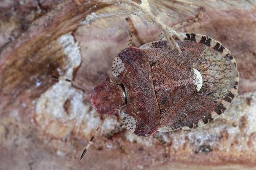 Dyroderes umbraculatus