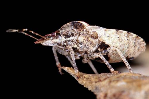 Dyroderes umbraculatus
