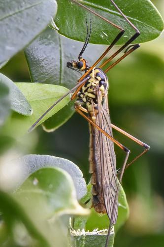 Réf. 203 401 : Nephrotoma appendiculata