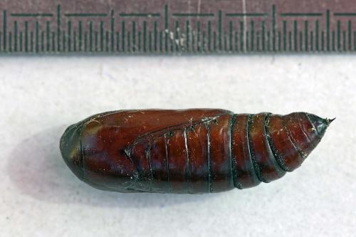 Noctua pronuba