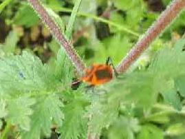 Corizus hyoscyami hyoscyami