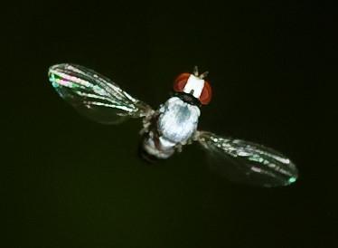 Leucophenga maculata