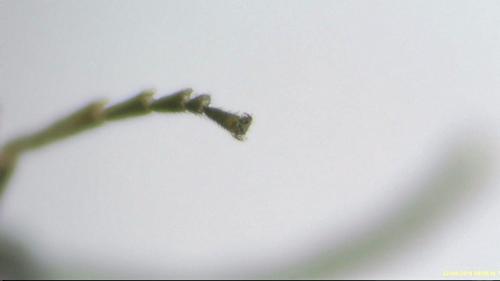 Empria sp.