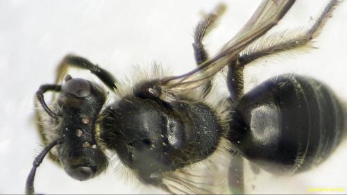 Andrena sp.