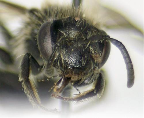Andrena sp.