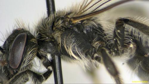 Andrena sp.