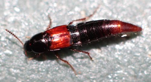 Mycetoporus sp.