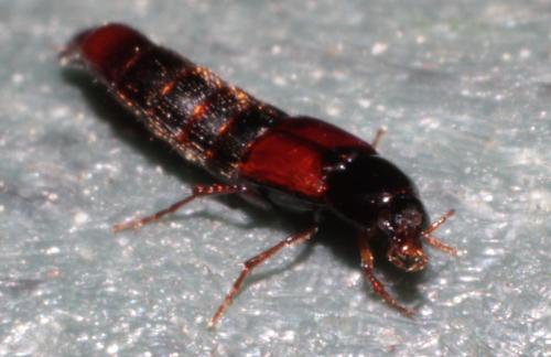 Mycetoporus sp.