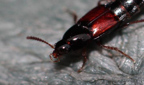 Mycetoporus sp.