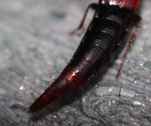 Mycetoporus sp.