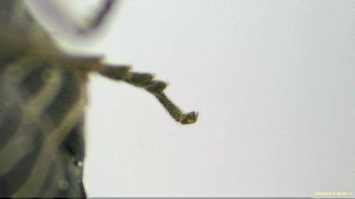 Empria sp.