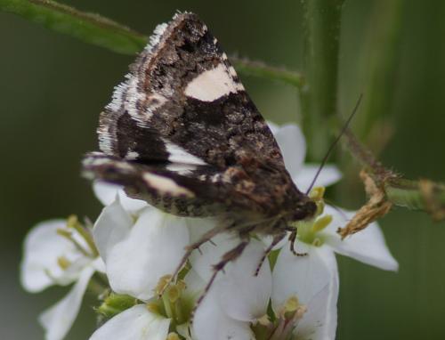 Réf. 203 406 : Tyta luctuosa