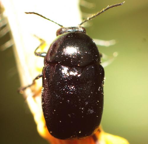 Cryptocephalus sp.