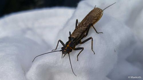 Réf. 203 587 : Perlodes sp.