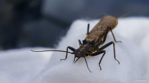 Réf. 203 588 : Perlodes sp.