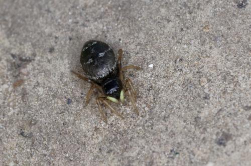 Heliophanus cupreus